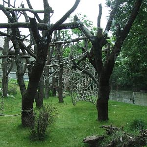 Sumatran orangutan enclosure @ Budapest Zoo
