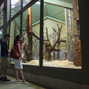 Western lowland gorilla indoor exhibit @ Budapest Zoo