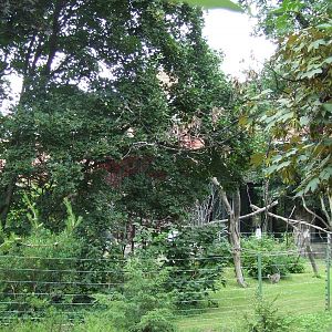 Ring-tailed lemur enclosure @ Budapest Zoo