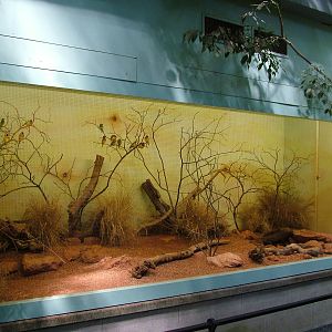 Gouldian Finch aviary at Basel Zoo 30/08/09