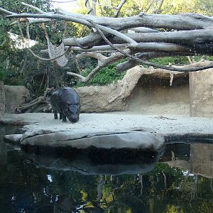Pygmy Hippo/Wolf's Guenon exhibit