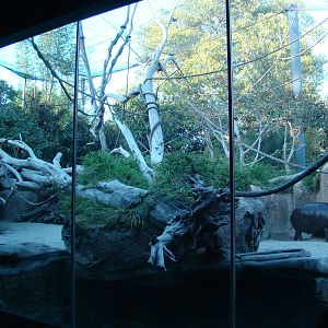 Pygmy Hippo/Wolf's Guenon exhibit