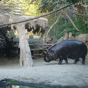 Pygmy Hippo/Wolf's Guenon exhibit