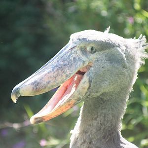 Shoebill; Zurich Zoo; 1st September 2009