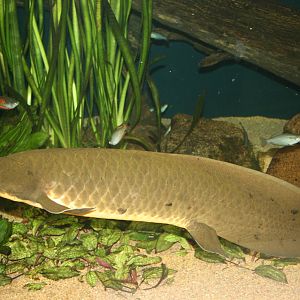 Australian lungfish; Basle Zoo; 2nd September 2009