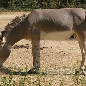 Somali wild ass; Basle Zoo; 27th August 2009