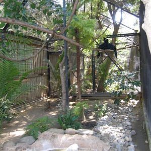 Micke Grove Zoo-Kuhls Marmoset