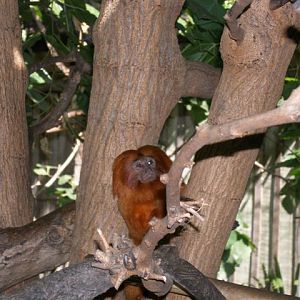 Micke Grove Zoo-Golden Lion Tamarin