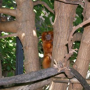 Micke Grove Zoo-Golden Lion Tamarin