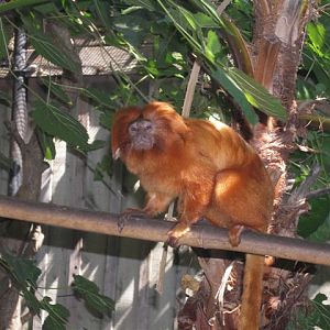 Micke Grove Zoo-Golden Lion Tamarin