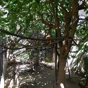 Micke Grove Zoo-Golden Lion Tamarin