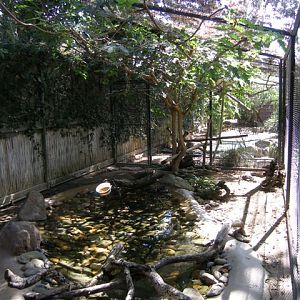 Micke Grove Zoo-Chinese Alligator