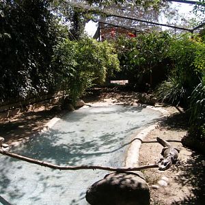 Micke Grove Zoo-Chinese Alligator