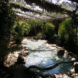 Micke Grove Zoo-Chinese Alligator