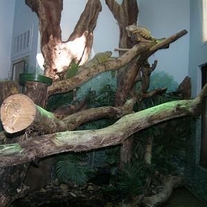 Micke Grove Zoo-Tropical Forest Canopy