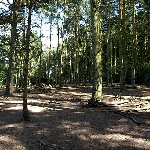 Scandinavian Wildlife Park - Wild boar enclosure