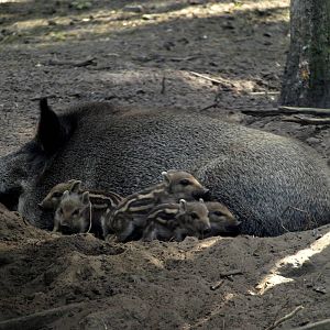 Scandinavian Wildlife Park - Wild boars