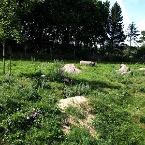 Scandinavian Wildlife Park - Polar fox exhibit