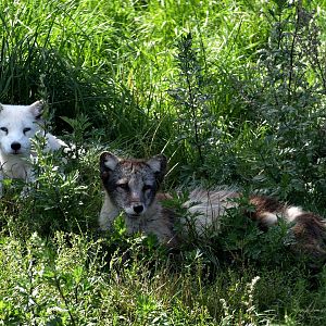 Scandinavian Wildlife Park - Polar foxes