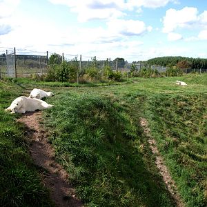 Scandinavian Wildlife Park - Polar Bear Park