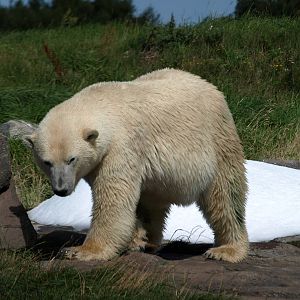 Scandinavian Wildlife Park - Polar bear