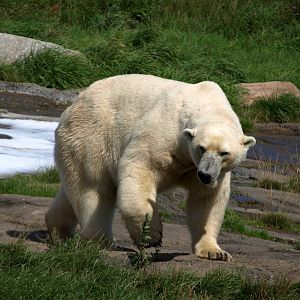 Scandinavian Wildlife Park - Polar bear