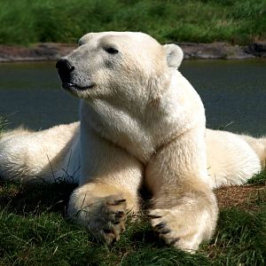 Scandinavian Wildlife Park - Polar bear