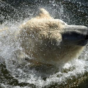 Scandinavian Wildlife Park - Polar bear swimming
