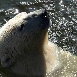 Scandinavian Wildlife Park - Polar bear swimming