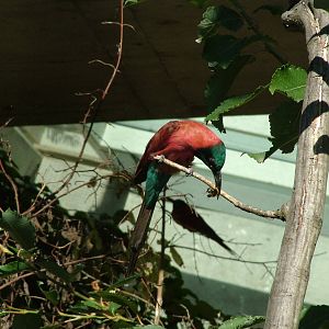 Bee-eater exhibit, Etosha House at Basel Zoo 30/08/09