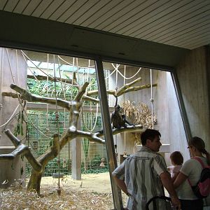 Spider Monkey enclosure at Basel Zoo 30/08/09