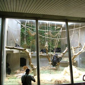 Gorilla enclosure at Basel Zoo 30/08/09