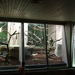 Chimpanzee enclosure at Basel Zoo 30/08/09