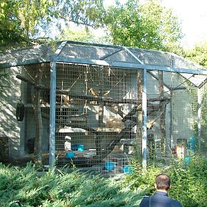 Chimp outdoor enclosure at Basel Zoo 30/08/09