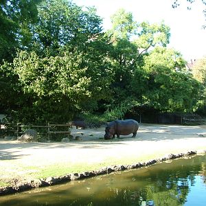 African paddock with hippo at Basel Zoo 30/08/09