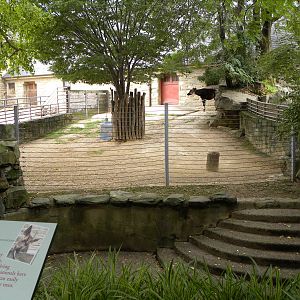 poor Okapi exhibit