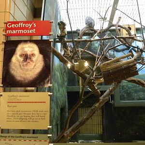 Rare Animal Conservation Center