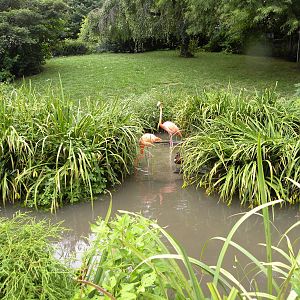 Flamingo exhibit