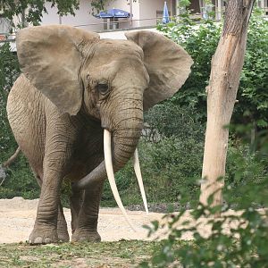 African elephant; Basle Zoo; 26th August 2009
