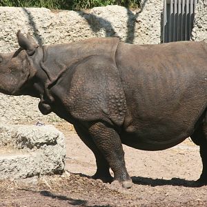 Indian rhinoceros; Basle Zoo; 27th August 2009