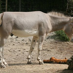 Somali wild ass; Basle Zoo; 26th August 2009
