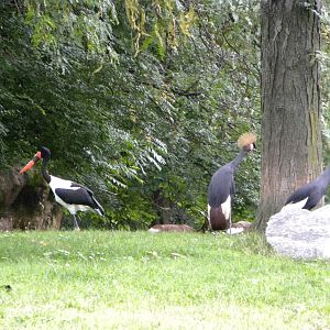 Saddle Billed Stork/African Crowned Crane
