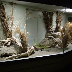 Enclosure for Wild Cavies at Zurich 31/08/09