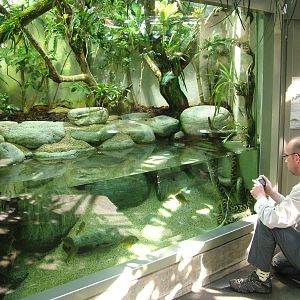 Yellow Anaconda enclosure at Zurich 31/08/09