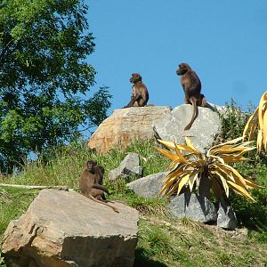 Geladas, African Mountain exhibit at Zurich 31/08/09