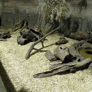 Aardvark exhibit