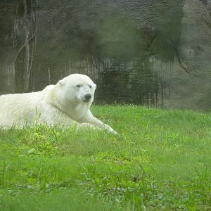 Polar bear
