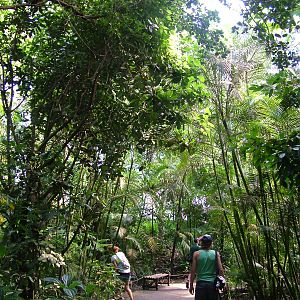 Masoala Rainforest at Zurich 31/08/09