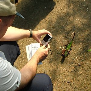 Male Panther Chamaeleon, Masoala Rainforest at Zurich 31/08/09