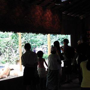 Komodo Dragon Exhibit, Singapore Zoo